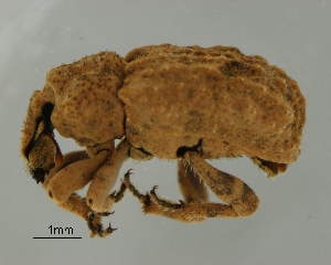  (Entomoderus - GR0804)  @11 [ ] c (2025) Vasily Grebennikov CFIA