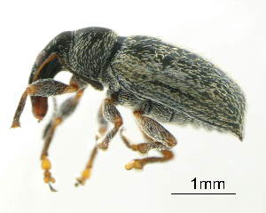 (Stereorhynchus - GR0819)  @11 [ ] c (2025) Vasily Grebennikov CFIA