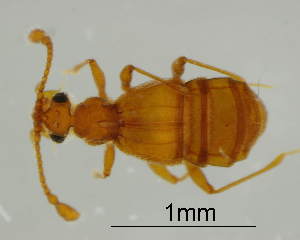  (Enoptostomus - GR0830)  @11 [ ] c (2025) Vasily Grebennikov CFIA