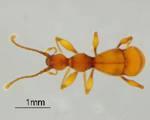  (Seracamaurops nonveilleri - GR0832)  @11 [ ] c (2025) Vasily Grebennikov CFIA