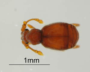  (Bryaxis scapularis - GR0903)  @11 [ ] c (2025) Vasily Grebennikov CFIA
