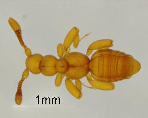  (Dorylomimini - GR1042)  @11 [ ] c (2025) Vasily Grebennikov CFIA