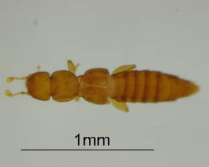  (Octavius - GR1043)  @11 [ ] c (2025) Vasily Grebennikov CFIA