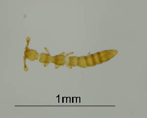  ( - GR1052)  @11 [ ] c (2025) Vasily Grebennikov CFIA