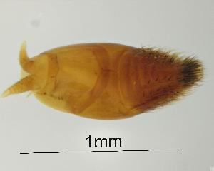  ( - GR1090)  @11 [ ] c (2025) Vasily Grebennikov CFIA