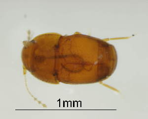  (Rioneta - GR1114)  @11 [ ] c (2025) Vasily Grebennikov CFIA