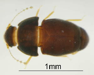  ( - GR1149)  @11 [ ] c (2025) Vasily Grebennikov CFIA