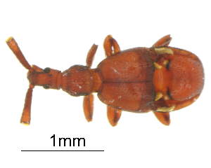  (Fustiger - GR1293)  @11 [ ] c (2025) Vasily Grebennikov CFIA
