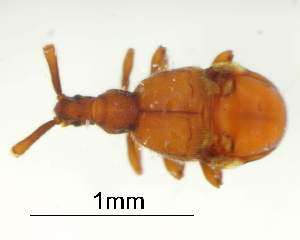  (Microfustigerinus - GR1294)  @11 [ ] c (2025) Vasily Grebennikov CFIA