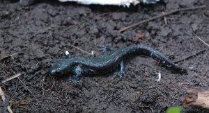 (Ambystoma laterale-jeffersonianum complex - MAS094-06)  @14 [ ] Unspecified (default): All Rights Reserved  Unspecified Unspecified