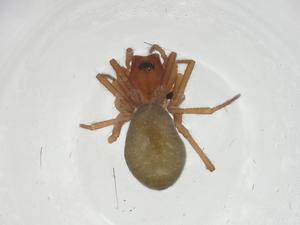  ( - CBG-A11489-E11)  @11 [ ] CreativeCommons - Attribution Share - Alike (2023) Centre for Biodiversity Genomics Centre for Biodiversity Genomics