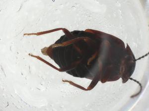  ( - CBG-A11492-H04)  @11 [ ] CreativeCommons - Attribution Share - Alike (2023) Centre for Biodiversity Genomics Centre for Biodiversity Genomics