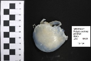  ( - 300295)  @11 [ ] CreativeCommons  Attribution (by) (2025) Unspecified Universitat de les Illes Balears