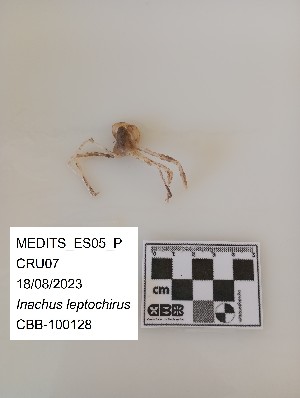  (Inachus leptochirus - CBB-300203)  @11 [ ] CreativeCommons  Attribution (by) (2024) Unspecified Universitat de les Illes Balears