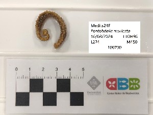  ( - CBB-300705)  @11 [ ] CreativeCommons  Attribution (by) (2025) Unspecified Universitat de les Illes Balears