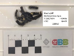  ( - CBB-300713)  @11 [ ] CreativeCommons  Attribution (by) (2025) Unspecified Universitat de les Illes Balears