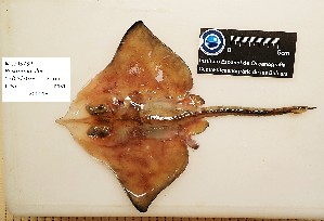  ( - CBB-300070)  @11 [ ] CreativeCommons  Attribution (by) (2025) Unspecified Universitat de les Illes Balears