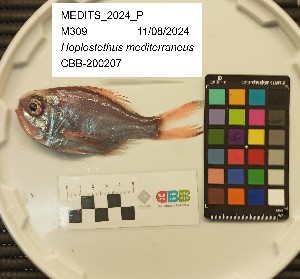  ( - CBB-300459)  @11 [ ] CreativeCommons  Attribution (by) (2025) Unspecified Universitat de les Illes Balears