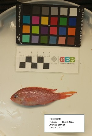  ( - CBB-300580)  @11 [ ] CreativeCommons  Attribution (by) (2025) Unspecified Universitat de les Illes Balears