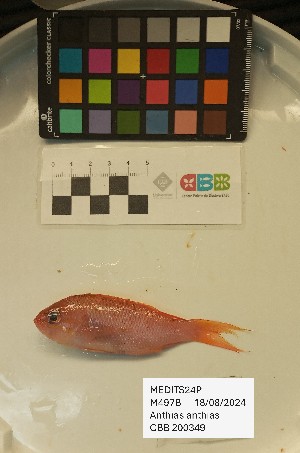  ( - CBB-300581)  @11 [ ] CreativeCommons  Attribution (by) (2025) Unspecified Universitat de les Illes Balears