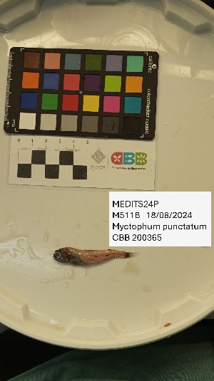  ( - CBB-300596)  @11 [ ] CreativeCommons  Attribution (by) (2046) Unspecified Universitat de les Illes Balears