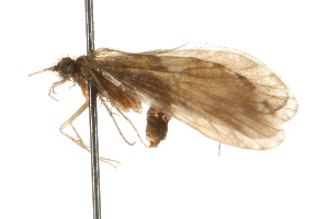  (Rhyacophila carolina - 09CBCAD-163)  @13 [ ] CreativeCommons - Attribution (2010) CBG Photography Group Centre for Biodiversity Genomics