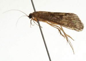  ( - 09CBCAD-250)  @13 [ ] CreativeCommons - Attribution (2010) CBG Photography Group Centre for Biodiversity Genomics