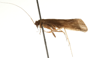  ( - 09CBCAD-329)  @13 [ ] CreativeCommons - Attribution (2010) CBG Photography Group Centre for Biodiversity Genomics