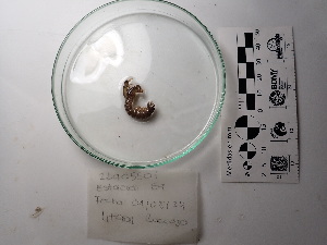  (Neogonodactylus albicinctus - Nal_INVCRU11409)  @11 [ ] by-nc-sa (2018) Invemar Invemar-BEM
