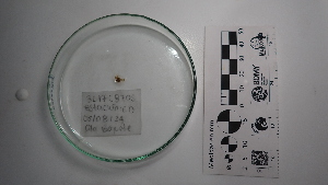  (Mithraculus denticulatus - Mde_INVCRU11428)  @11 [ ] by-nc-sa (2018) Invemar Invemar-BEM