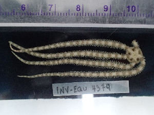  (Ophionereis annulata - Oan_INVEQU4379)  @11 [ ] Unspecified (default): All Rights Reserved (2025) Invemar Invemar-BEM