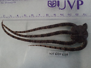  (Ophioplocus hancocki - Oha_INVEQU4381)  @11 [ ] Unspecified (default): All Rights Reserved (2025) Invemar Invemar-BEM