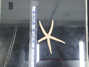  (Linckia - Lco_INVEQU4532)  @11 [ ] Unspecified (default): All Rights Reserved (2025) Invemar Invemar-BEM
