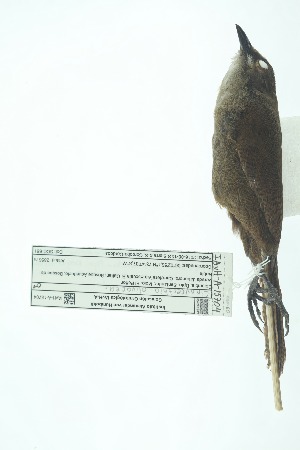  (Cinnycerthia olivascens - 0408-I_SCC661)  @11 [ ] CreativeCommons - Attribution Non-Commercial Share-Alike (2017) Instituto de Investigacion Alexander von Humboldt (IAvH) Instituto de Investigacion Alexander von Humboldt (IAvH)