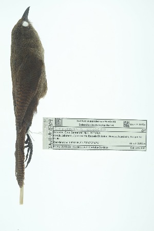  ( - 0408-I_SCC661)  @11 [ ] CreativeCommons - Attribution Non-Commercial Share-Alike (2017) Instituto de Investigacion Alexander von Humboldt (IAvH) Instituto de Investigacion Alexander von Humboldt (IAvH)