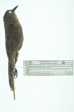  ( - 0409-I_SCC662)  @11 [ ] CreativeCommons - Attribution Non-Commercial Share-Alike (2017) Instituto de Investigacion Alexander von Humboldt (IAvH) Instituto de Investigacion Alexander von Humboldt (IAvH)