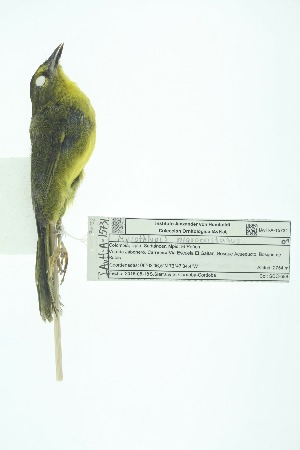  (Myiothlypis nigrocristata - 0435-I_SCC688)  @11 [ ] CreativeCommons - Attribution Non-Commercial Share-Alike (2017) Instituto de Investigacion Alexander von Humboldt (IAvH) Instituto de Investigacion Alexander von Humboldt (IAvH)