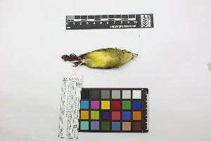  ( - 0431-II_SCC702)  @11 [ ] CreativeCommons - Attribution Non-Commercial Share-Alike (2018) Instituto de Investigacion Alexander von Humboldt (IAvH) Instituto de Investigacion Alexander von Humboldt (IAvH)
