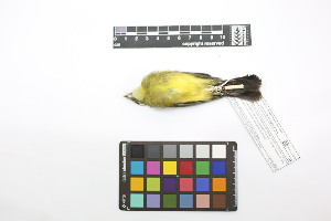 ( - 0445-II_SCC716)  @11 [ ] CreativeCommons - Attribution Non-Commercial Share-Alike (2018) Instituto de Investigacion Alexander von Humboldt (IAvH) Instituto de Investigacion Alexander von Humboldt (IAvH)