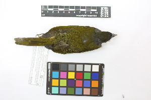  ( - 0459-II_SCC730)  @11 [ ] CreativeCommons - Attribution Non-Commercial Share-Alike (2018) Instituto de Investigacion Alexander von Humboldt (IAvH) Instituto de Investigacion Alexander von Humboldt (IAvH)