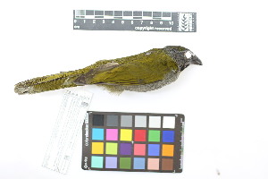  ( - 0459-II_SCC730)  @11 [ ] CreativeCommons - Attribution Non-Commercial Share-Alike (2018) Instituto de Investigacion Alexander von Humboldt (IAvH) Instituto de Investigacion Alexander von Humboldt (IAvH)