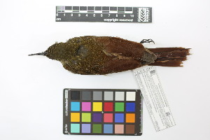  ( - 0471-II_SCC742)  @11 [ ] CreativeCommons - Attribution Non-Commercial Share-Alike (2018) Instituto de Investigacion Alexander von Humboldt (IAvH) Instituto de Investigacion Alexander von Humboldt (IAvH)