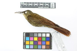  (Xiphorhynchus erythropygius - 0471-II_SCC742)  @11 [ ] CreativeCommons - Attribution Non-Commercial Share-Alike (2018) Instituto de Investigacion Alexander von Humboldt (IAvH) Instituto de Investigacion Alexander von Humboldt (IAvH)