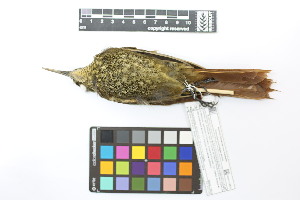  ( - 0471-II_SCC742)  @11 [ ] CreativeCommons - Attribution Non-Commercial Share-Alike (2018) Instituto de Investigacion Alexander von Humboldt (IAvH) Instituto de Investigacion Alexander von Humboldt (IAvH)