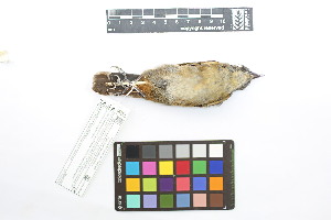  ( - 0528-III_AMC1477)  @11 [ ] CreativeCommons - Attribution Non-Commercial Share-Alike (2018) Instituto de Investigacion Alexander von Humboldt (IAvH) Instituto de Investigacion Alexander von Humboldt (IAvH)