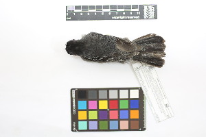  ( - 0529-III_AMC1478)  @11 [ ] CreativeCommons - Attribution Non-Commercial Share-Alike (2018) Instituto de Investigacion Alexander von Humboldt (IAvH) Instituto de Investigacion Alexander von Humboldt (IAvH)