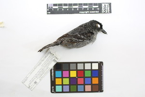  ( - 0529-III_AMC1478)  @11 [ ] CreativeCommons - Attribution Non-Commercial Share-Alike (2018) Instituto de Investigacion Alexander von Humboldt (IAvH) Instituto de Investigacion Alexander von Humboldt (IAvH)