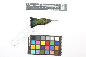  ( - 0531-III_AMC1484)  @11 [ ] CreativeCommons - Attribution Non-Commercial Share-Alike (2018) Instituto de Investigacion Alexander von Humboldt (IAvH) Instituto de Investigacion Alexander von Humboldt (IAvH)