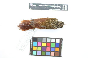  ( - 0255-III_AMC1495)  @11 [ ] CreativeCommons - Attribution Non-Commercial Share-Alike (2018) Instituto de Investigacion Alexander von Humboldt (IAvH) Instituto de Investigacion Alexander von Humboldt (IAvH)