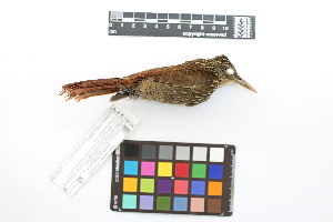  ( - 0255-III_AMC1495)  @11 [ ] CreativeCommons - Attribution Non-Commercial Share-Alike (2018) Instituto de Investigacion Alexander von Humboldt (IAvH) Instituto de Investigacion Alexander von Humboldt (IAvH)